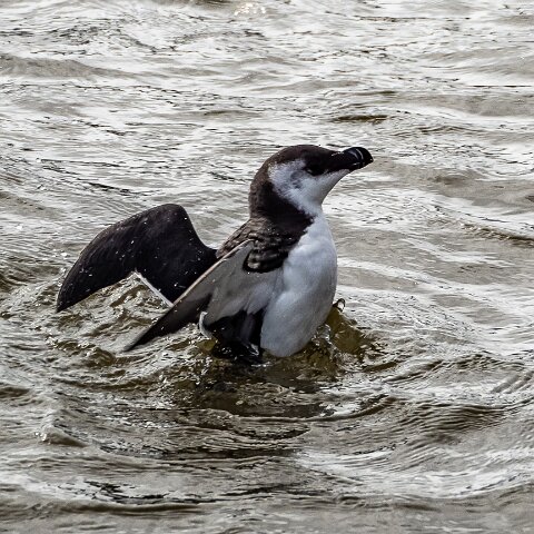 Razorbill-2