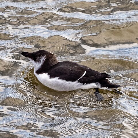Razorbill-3