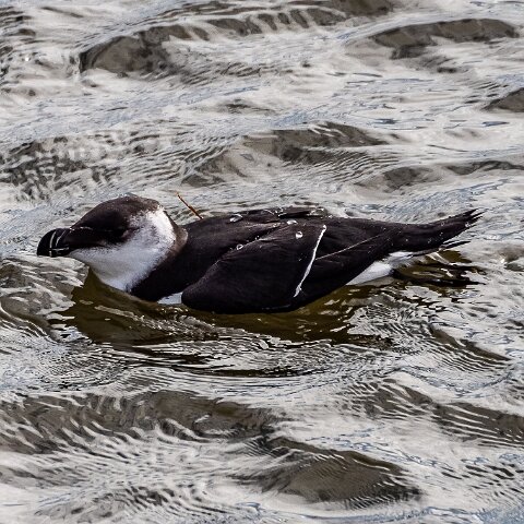 Razorbill-4