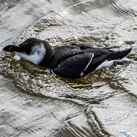 Razorbill-5