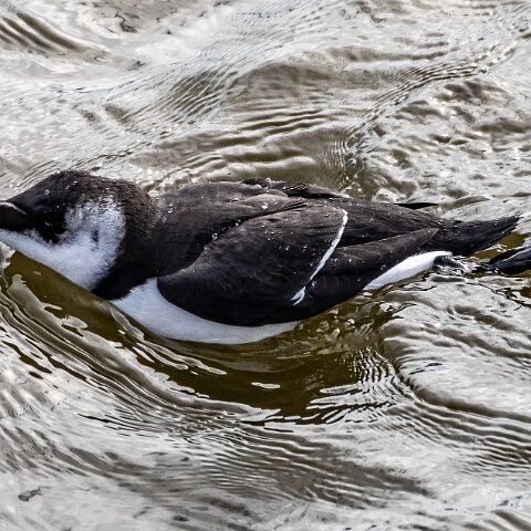 Razorbill-6