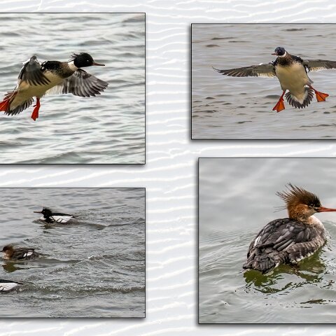 Red-Breasted-Merganster-1