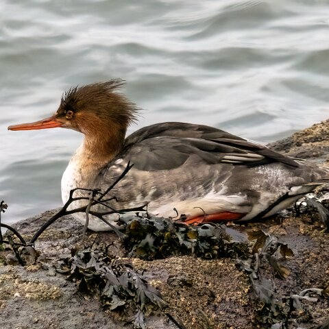 Red-Breasted-Merganster-10