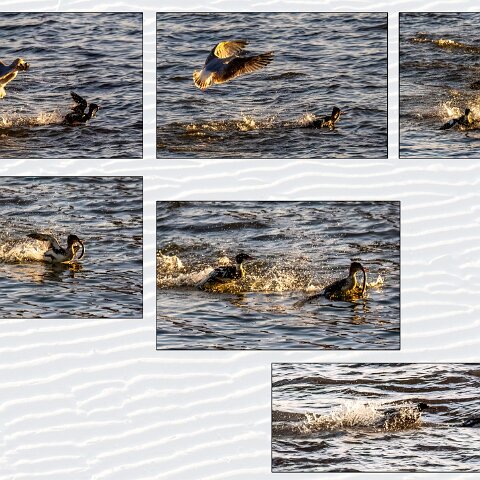 Red-Breasted-Merganster-2