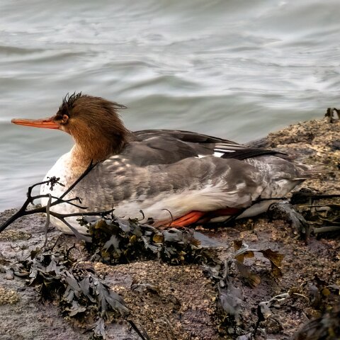 Red-Breasted-Merganster-9