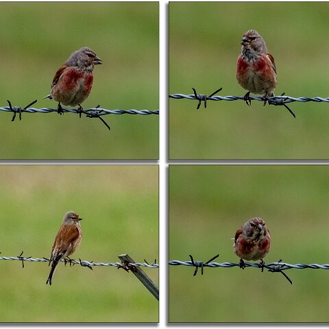 Redpoll-