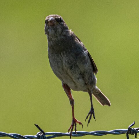 Redpoll-10