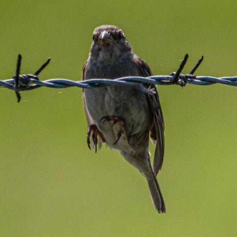 Redpoll-11