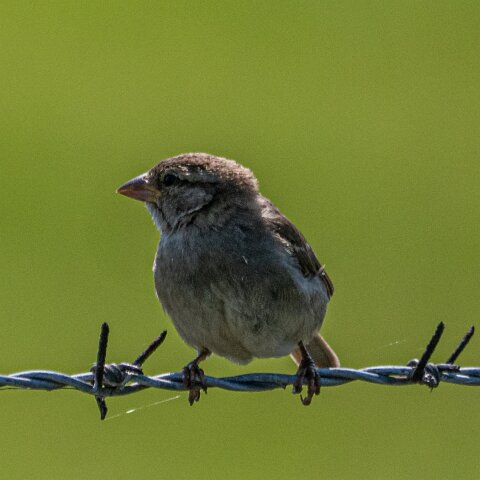 Redpoll-12
