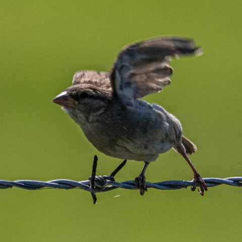 Redpoll-13