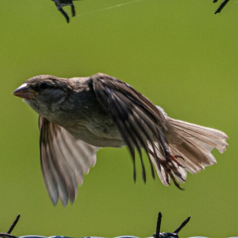 Redpoll-14