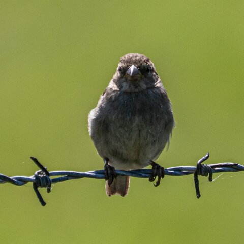 Redpoll-15