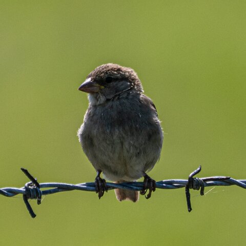 Redpoll-16