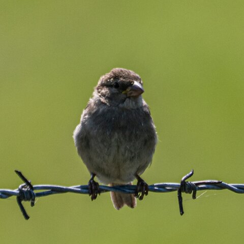 Redpoll-17