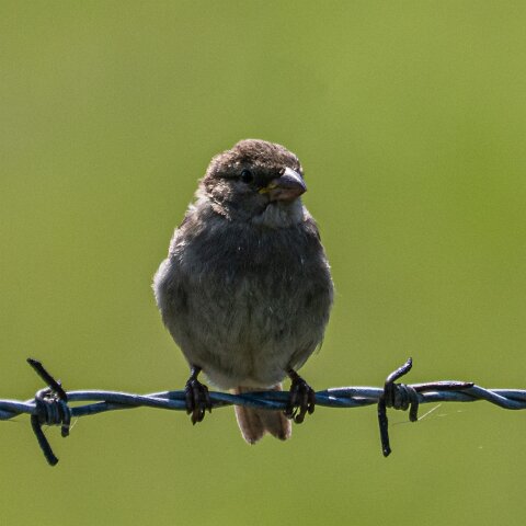 Redpoll-18