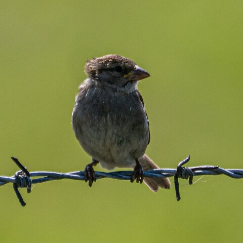 Redpoll-19