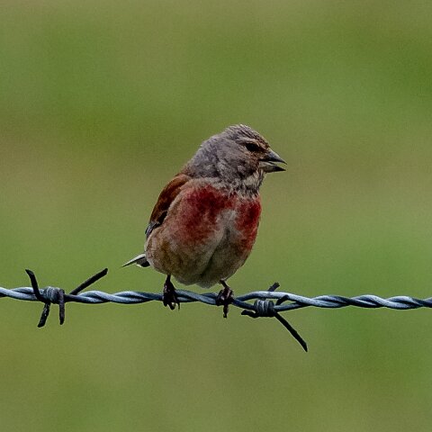 Redpoll-2