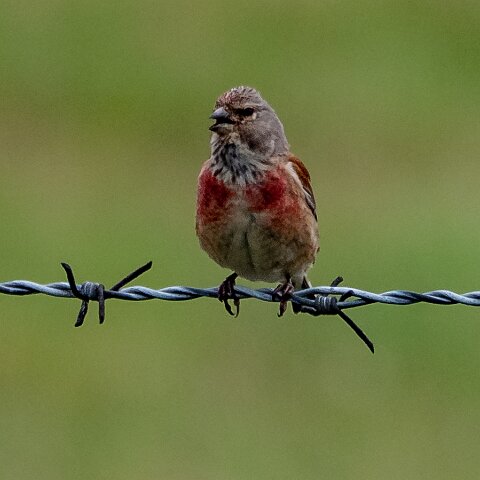 Redpoll-3