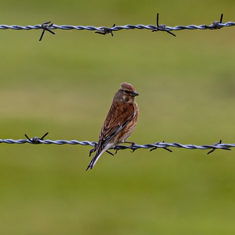 Redpoll-4