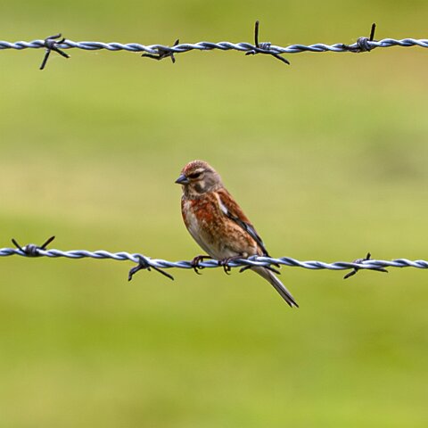 Redpoll-5