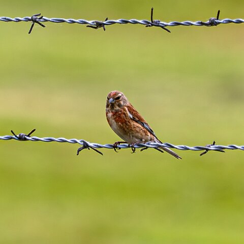 Redpoll-6