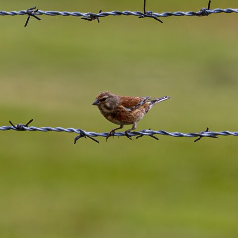 Redpoll-7