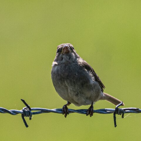 Redpoll-8