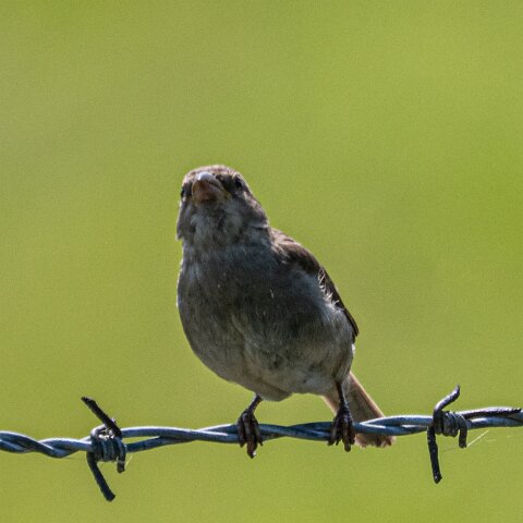 Redpoll-9