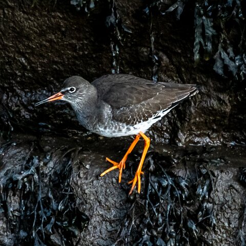 Redshank-1