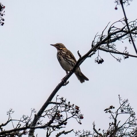 Redwing-2