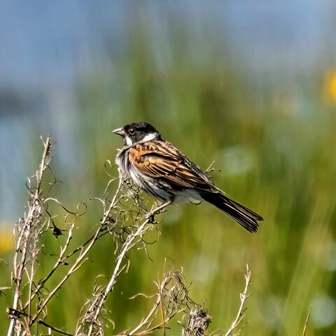 Reed-Bunting-1