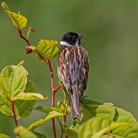 Reed-Bunting-10
