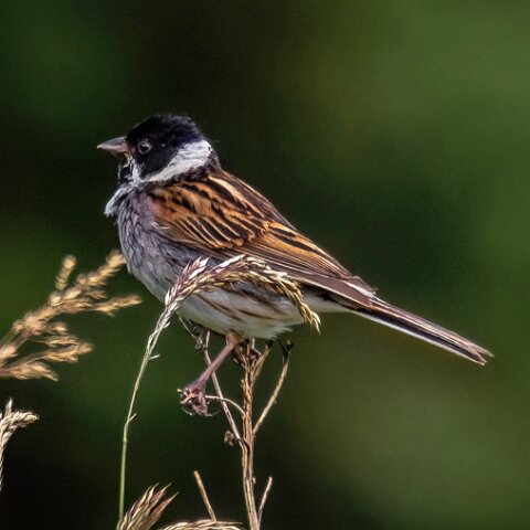 Reed-Bunting-11