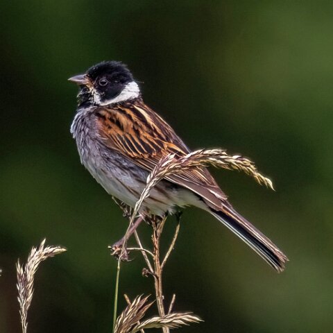 Reed-Bunting-12