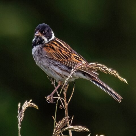 Reed-Bunting-13