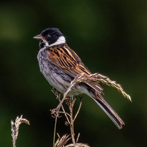 Reed-Bunting-14