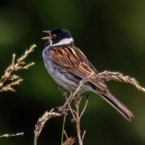 Reed-Bunting-15