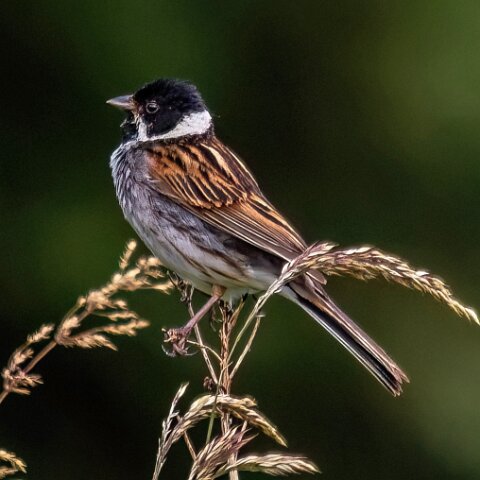 Reed-Bunting-16