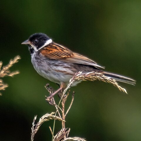 Reed-Bunting-17