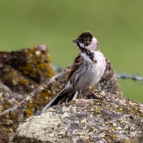 Reed-Bunting-3