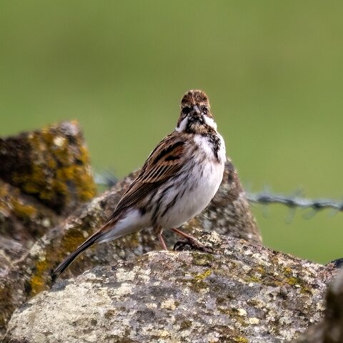 Reed-Bunting-4