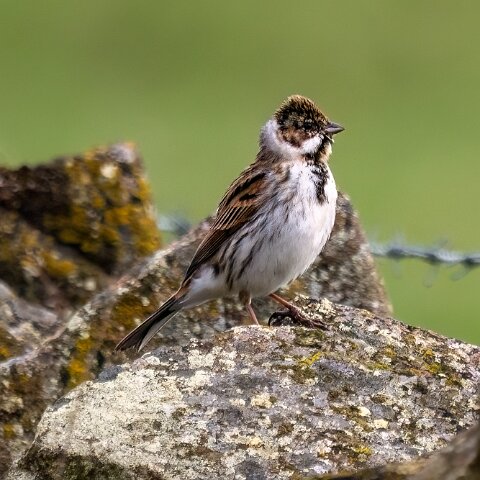 Reed-Bunting-5