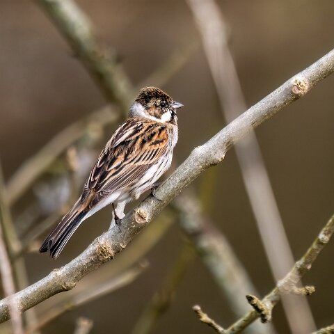 Reed-Bunting-6
