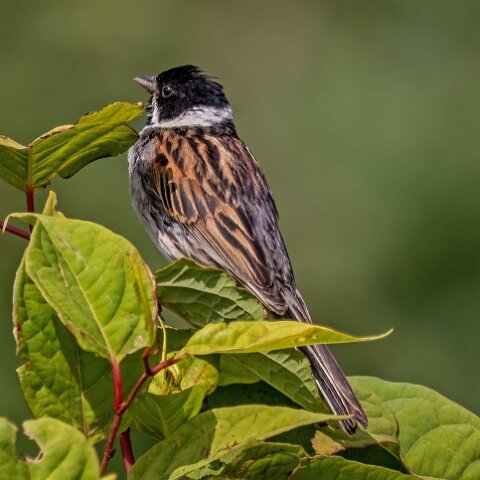 Reed-Bunting-9
