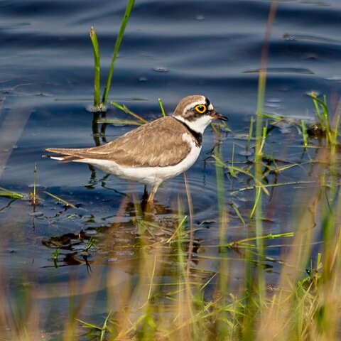 Ringed-Plover-1
