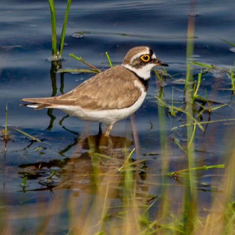 Ringed-Plover-2