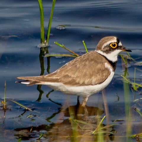 Ringed-Plover-3