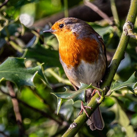 Robin (1)