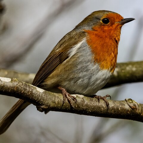 Robin-1