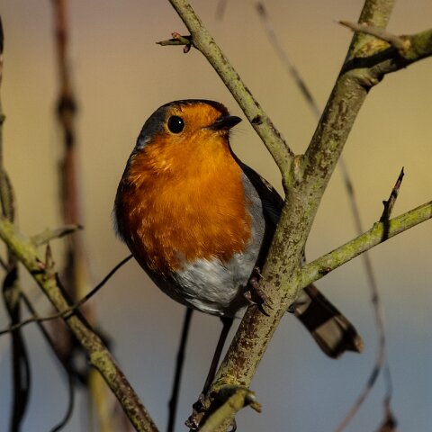 Robin-10